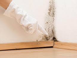 Best Commercial Mold Inspection  in Devine, TX